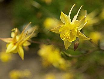 《Subverse》官方：大陆不支持成人内容 所以会推出繁中